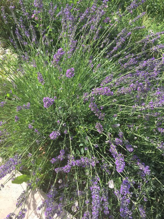 Mas En Luberon Gordes Villa Ngoại thất bức ảnh